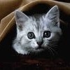 Аватар: Виктор Дышлюк