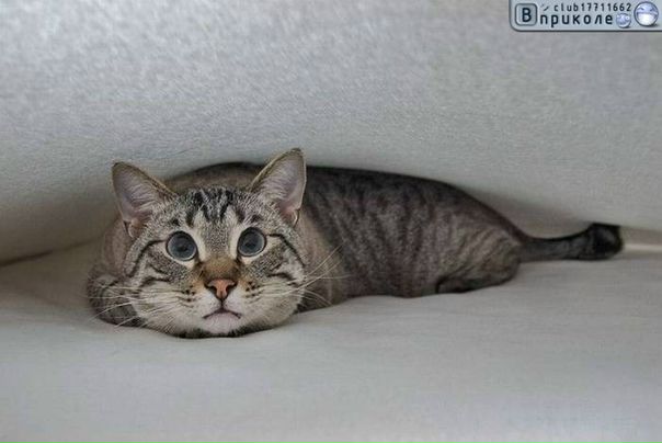 №4, Виктория Силаева, 38 лет, Донецк №4, Виктория Силаева, 38 лет, Донецк