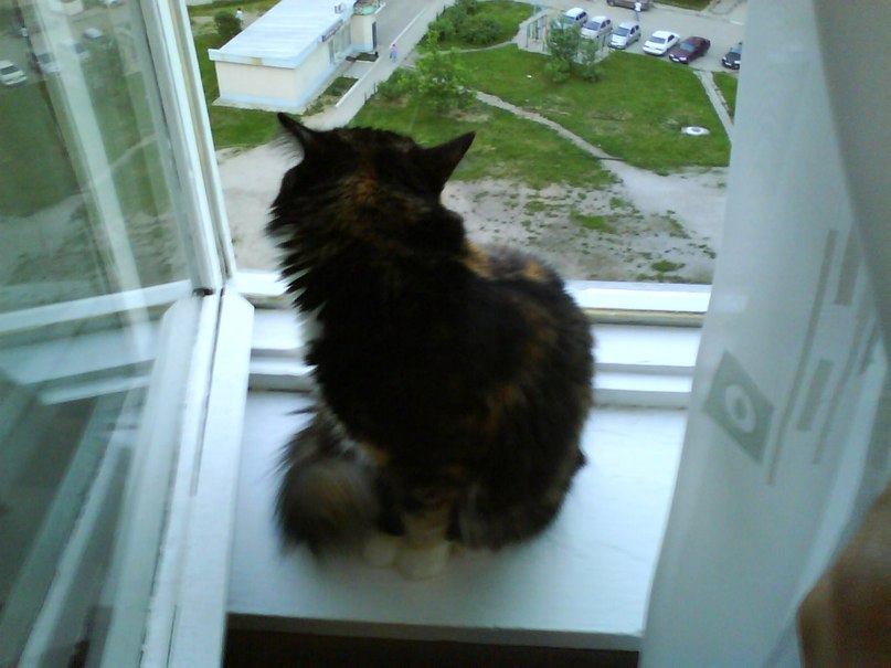 Андрей Певцов | Новосибирск