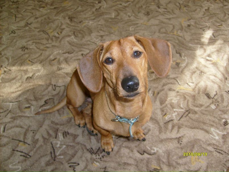 Ирина Семенкова | Коряжма