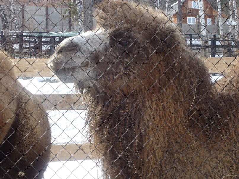 Юлия Нахимовская | Бородино