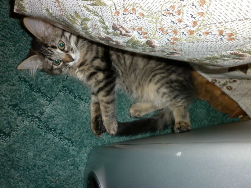 Ксения Мищенко | Никель