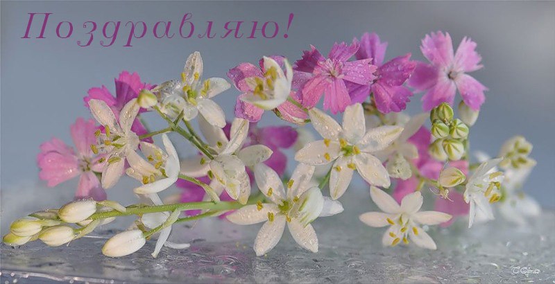 Надежда Чалых | 