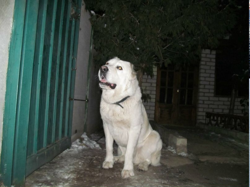 Александр Москаленко | Кременная