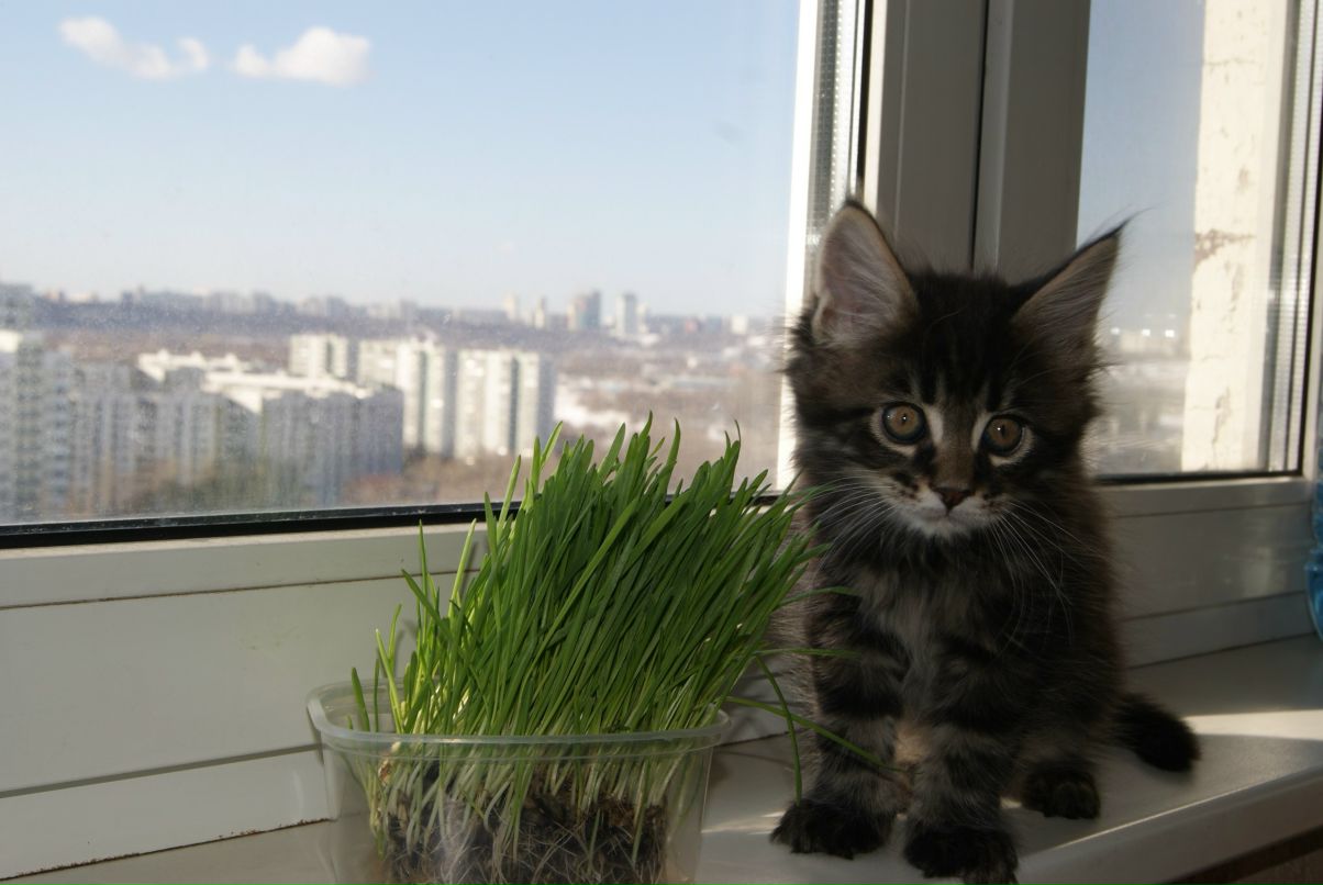 Оля Леоненко | Москва