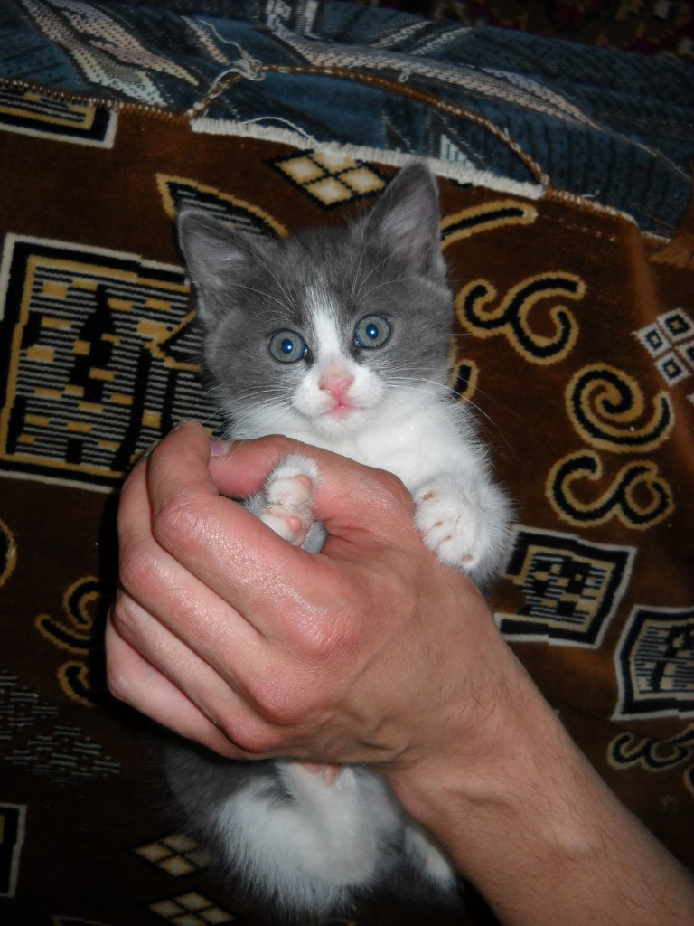 Рома Кравчук | Черновцы