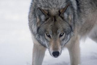 Василий Жарких Сергеевич | Херсон