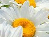 Юлия Кравцова | 