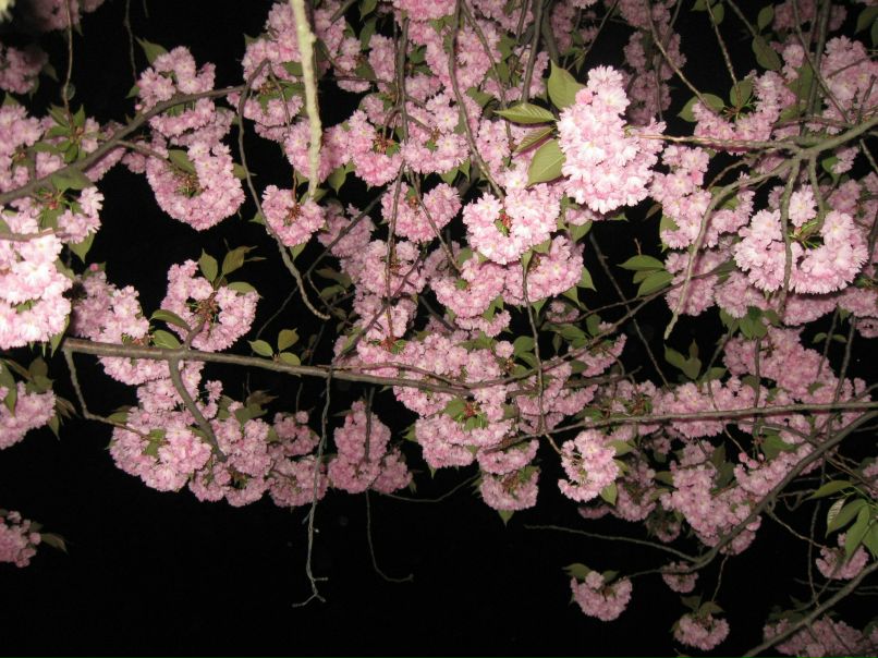 Людмила Лажевская ~ 狐  ~ | 