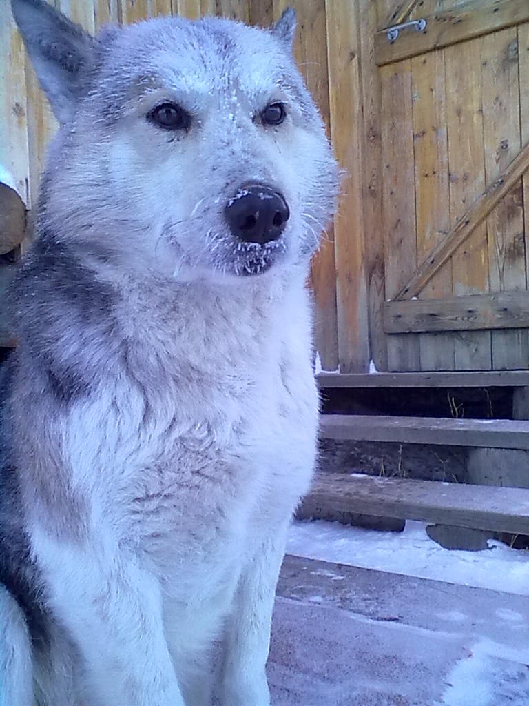 Дьулустаан Васильев Ураанхай | Нюрба