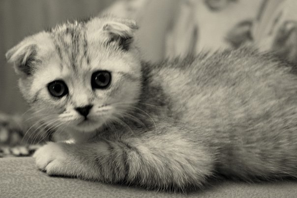 Олег Найда | Москва