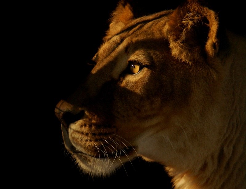 Kristine Vardiashvili | Санкт-Петербург