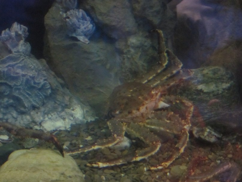 Никита Бондарев | Павловск