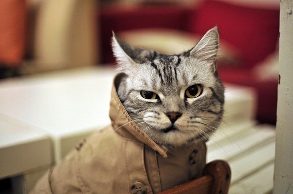 Артем Николайчик Тролололович | Плещеницы