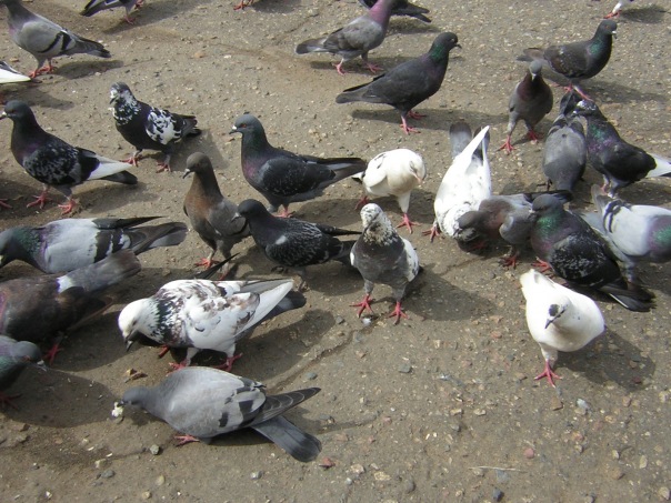 №6, Алексей Денисов №6, Алексей Денисов