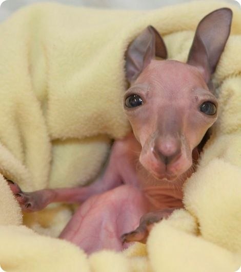 Pani Rybak | Киев