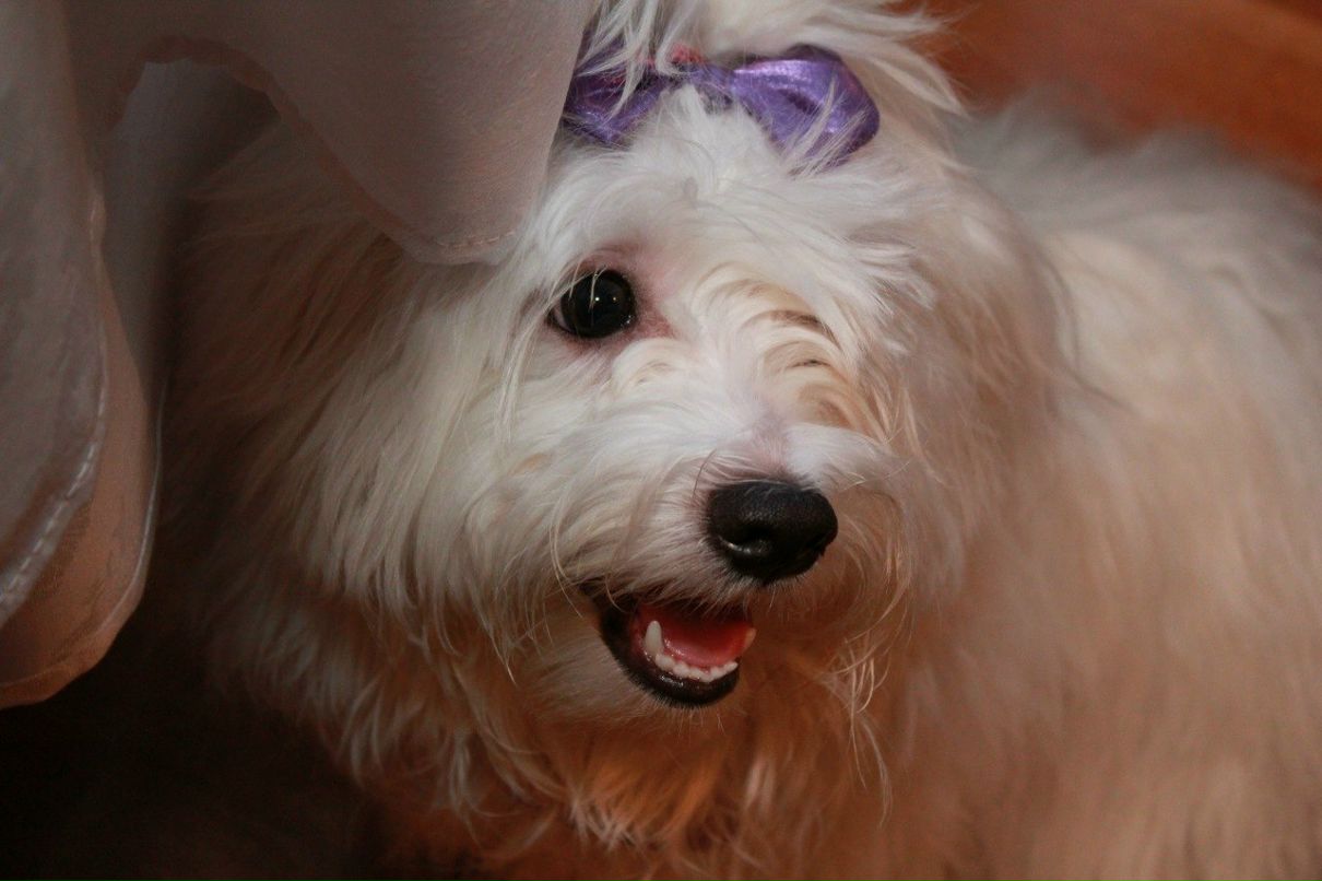 Иван Швейк Иванович | Санкт-Петербург