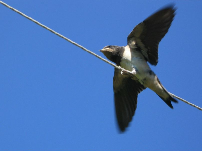 Елизавета Каскелайнен | Петрозаводск