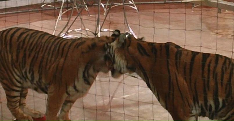 Ольга Дмитриева | Кострома