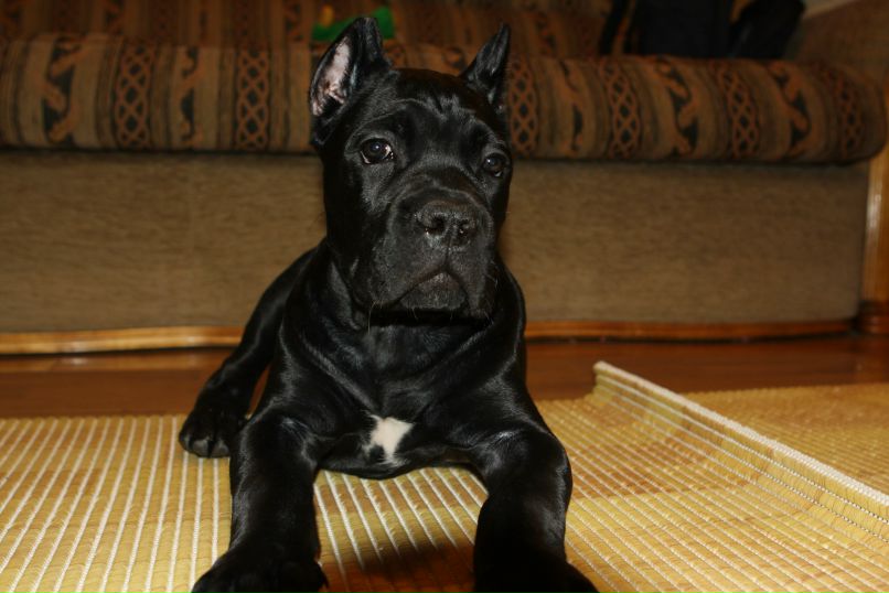 Дмитрий Роберман | Жуковский