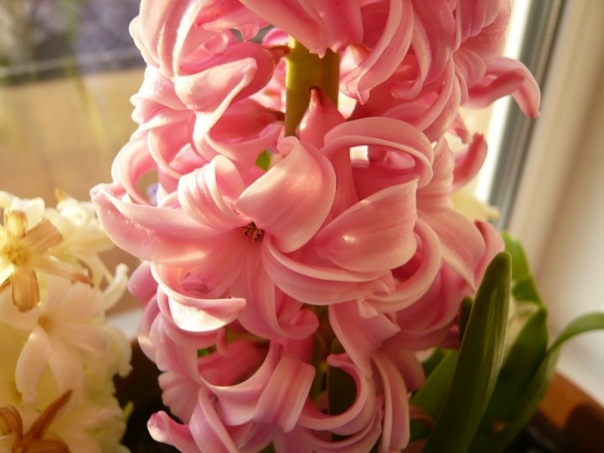 №9, Nadushka Milashka №9, Nadushka Milashka