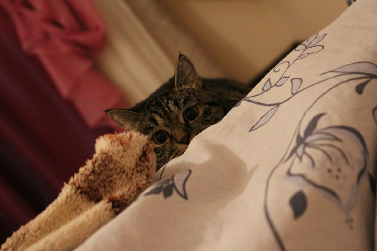 Елена Трубицина | Тольятти