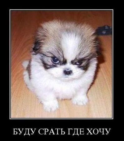 Гриша Поливанов | Бугульма