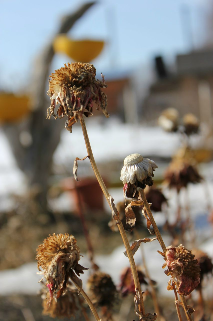 Роман Мезев | Новосибирск