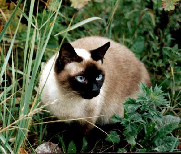 Александра Александрова | Тюмень