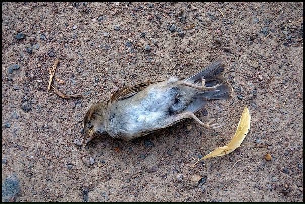 №69, Зозуля Навсякійслучай №69, Зозуля Навсякійслучай