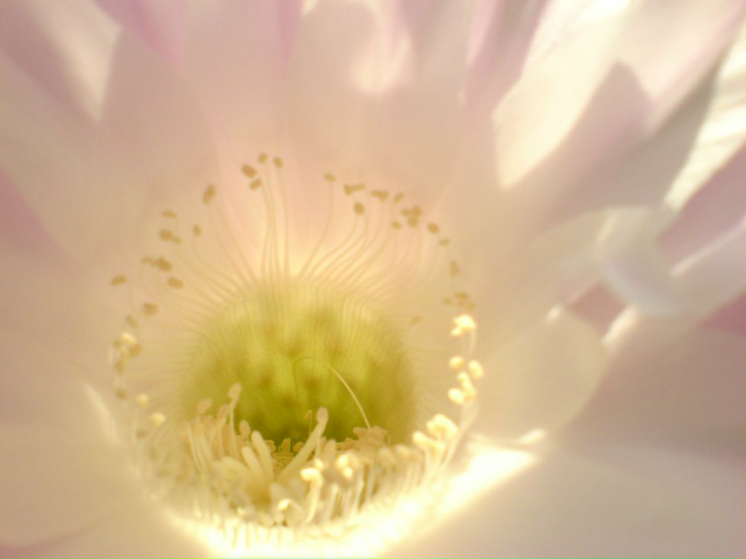 Ирина Новикова | Санкт-Петербург