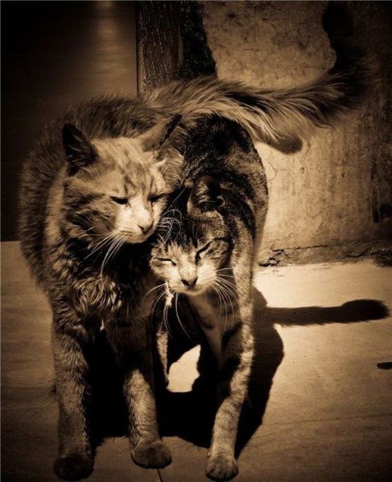 Йцукен Фывап _Мурзик_ | Челябинск