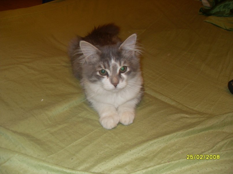 Николай Караванов | Санкт-Петербург