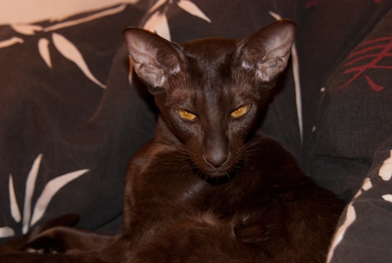 Алиса Андреевна | Санкт-Петербург