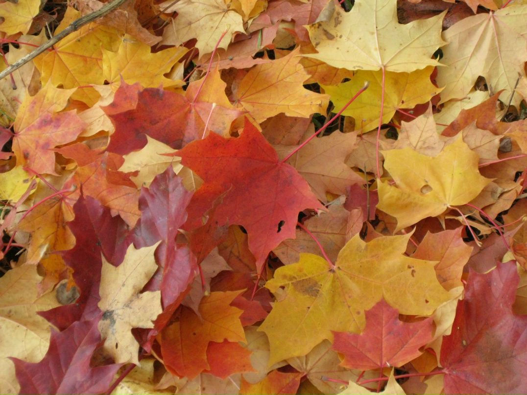 Марина Хахалина | Санкт-Петербург