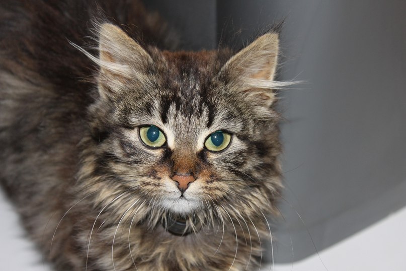 Снежана Левина | Ставрополь