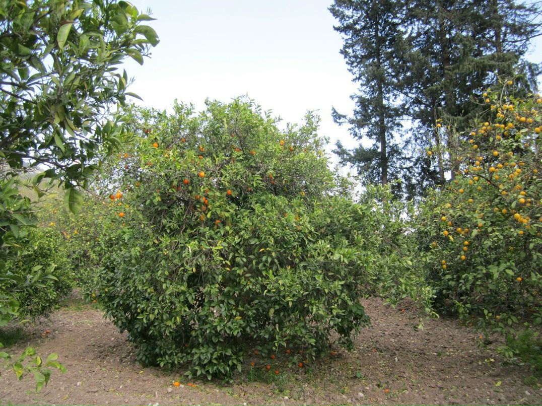 Александр Комаров | Иваново