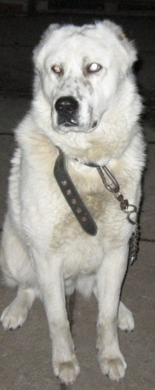 Полина Швец | 