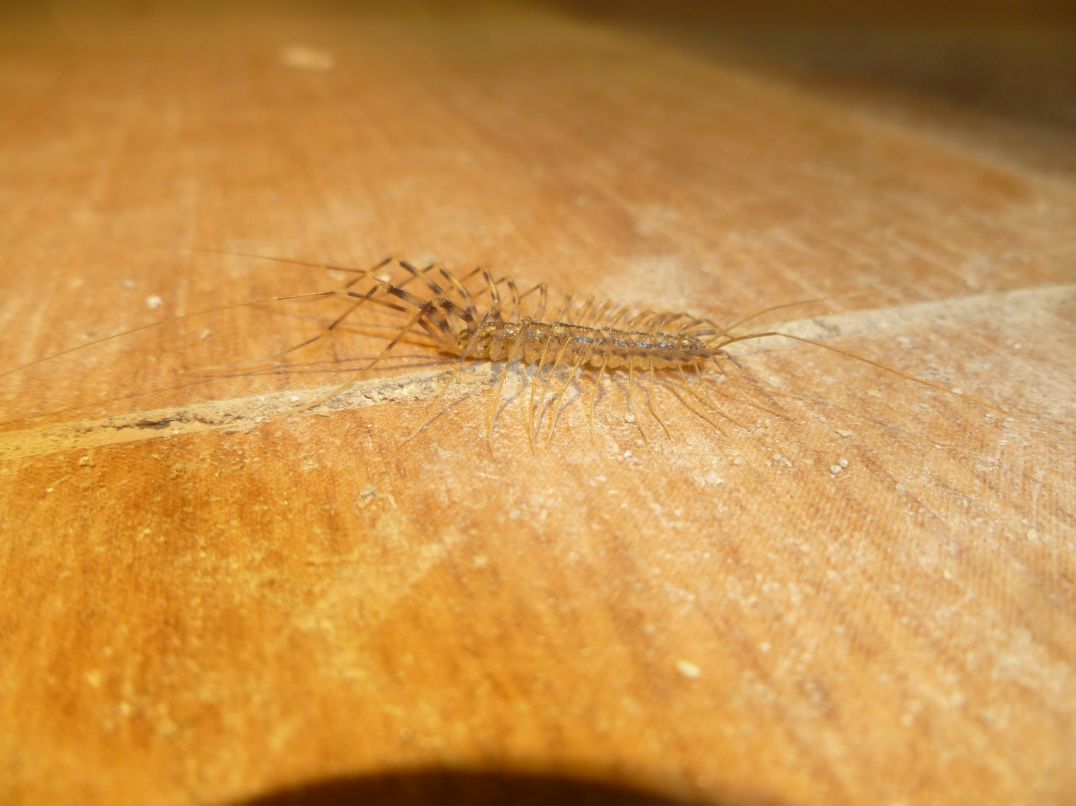 Лёха Теленков | Москва