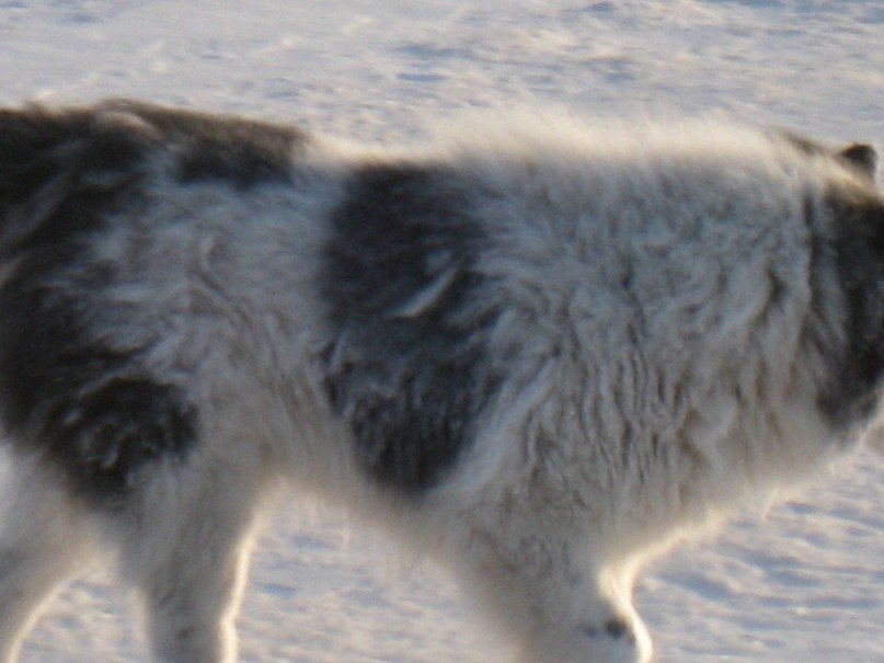 Герман Туркин | Мышкин