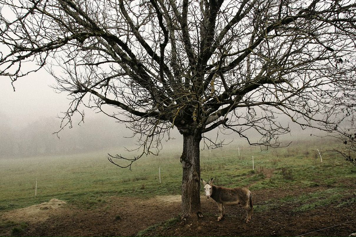 Feya Zzz | Cap-d'Ail