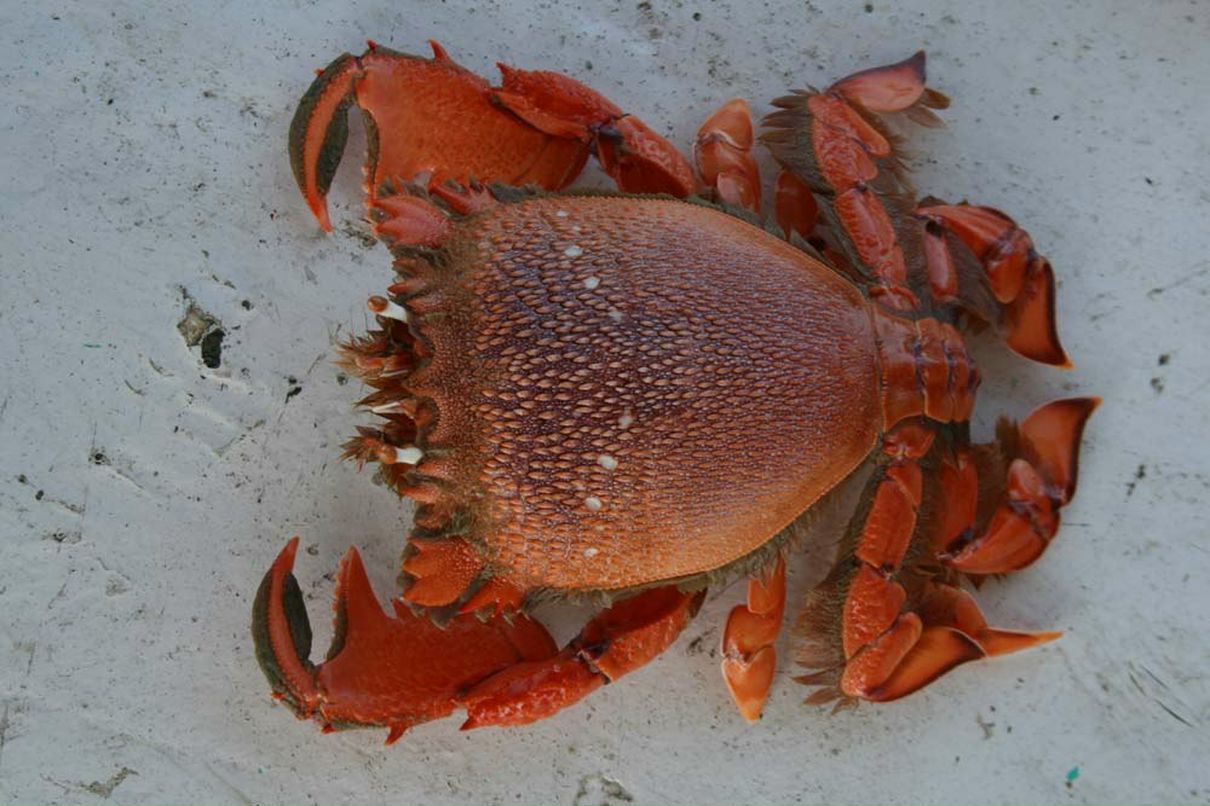 Андрей Рожков | Санкт-Петербург