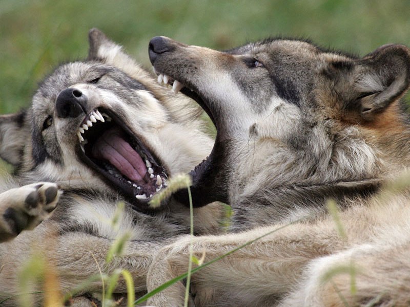 Ромчик Федоренко | Киев