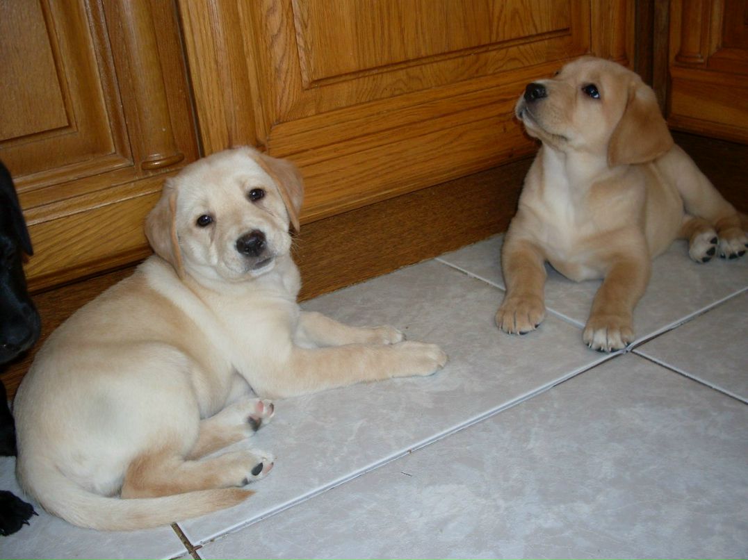 Диана Оренко | Киев