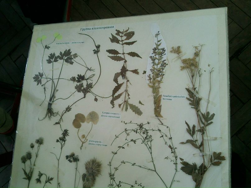 Мария Язовских | 