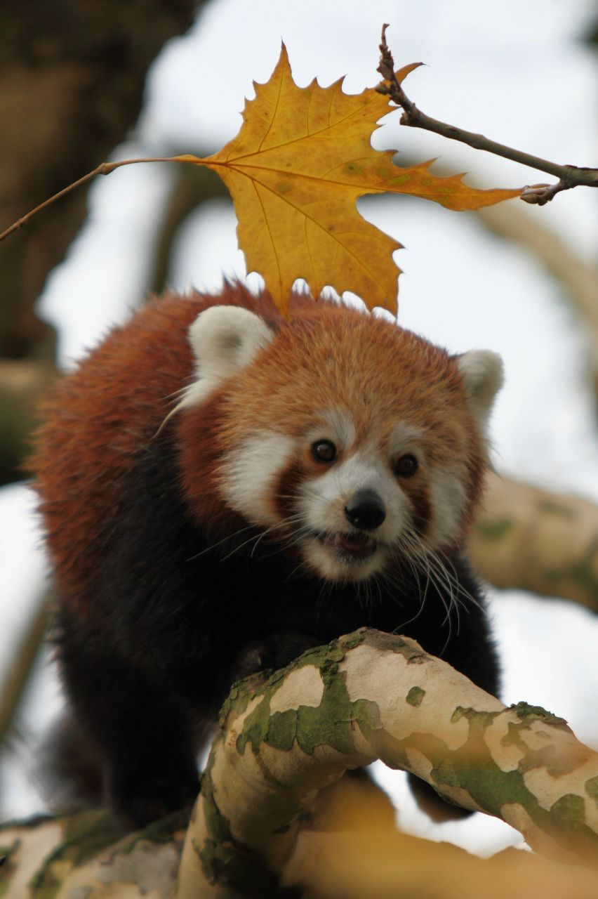 Камал Байрамалиев | Москва