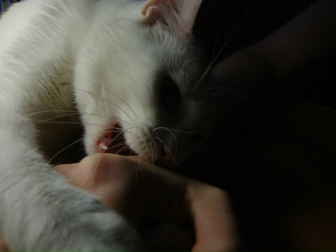 Светлана Кирусова | Великий Новгород