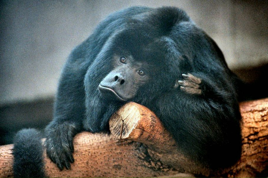 №20, Герман Звягельский, Реховот, Израиль №20, Герман Звягельский, Реховот, Израиль