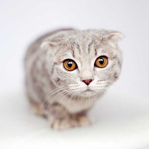 №55, Елена Азанова, 1.12.1985, Москва №55, Елена Азанова, 1.12.1985, Москва