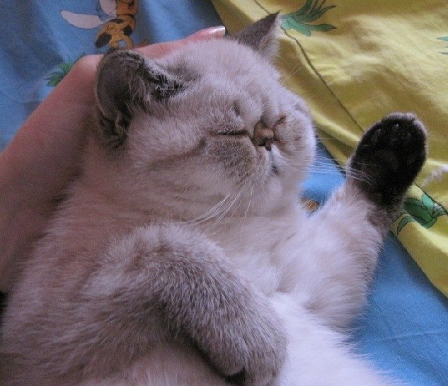 Анатолий Захарченко | 